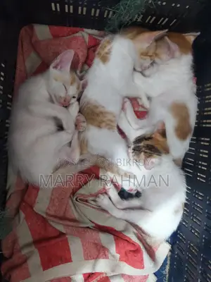 বিড়াল দত্তক নিন