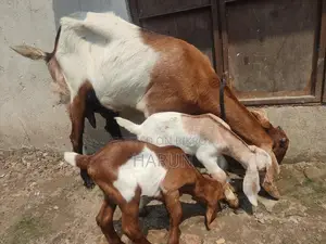 High-Quality Goats