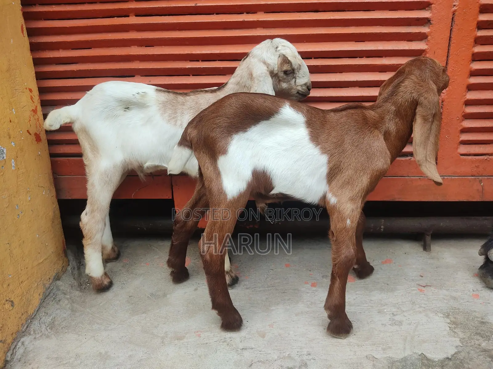 High-Quality Goats