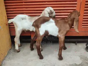 High-Quality Goats