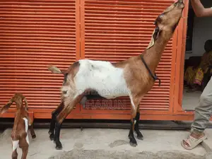 High-Quality Goats