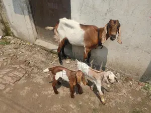 High-Quality Goats