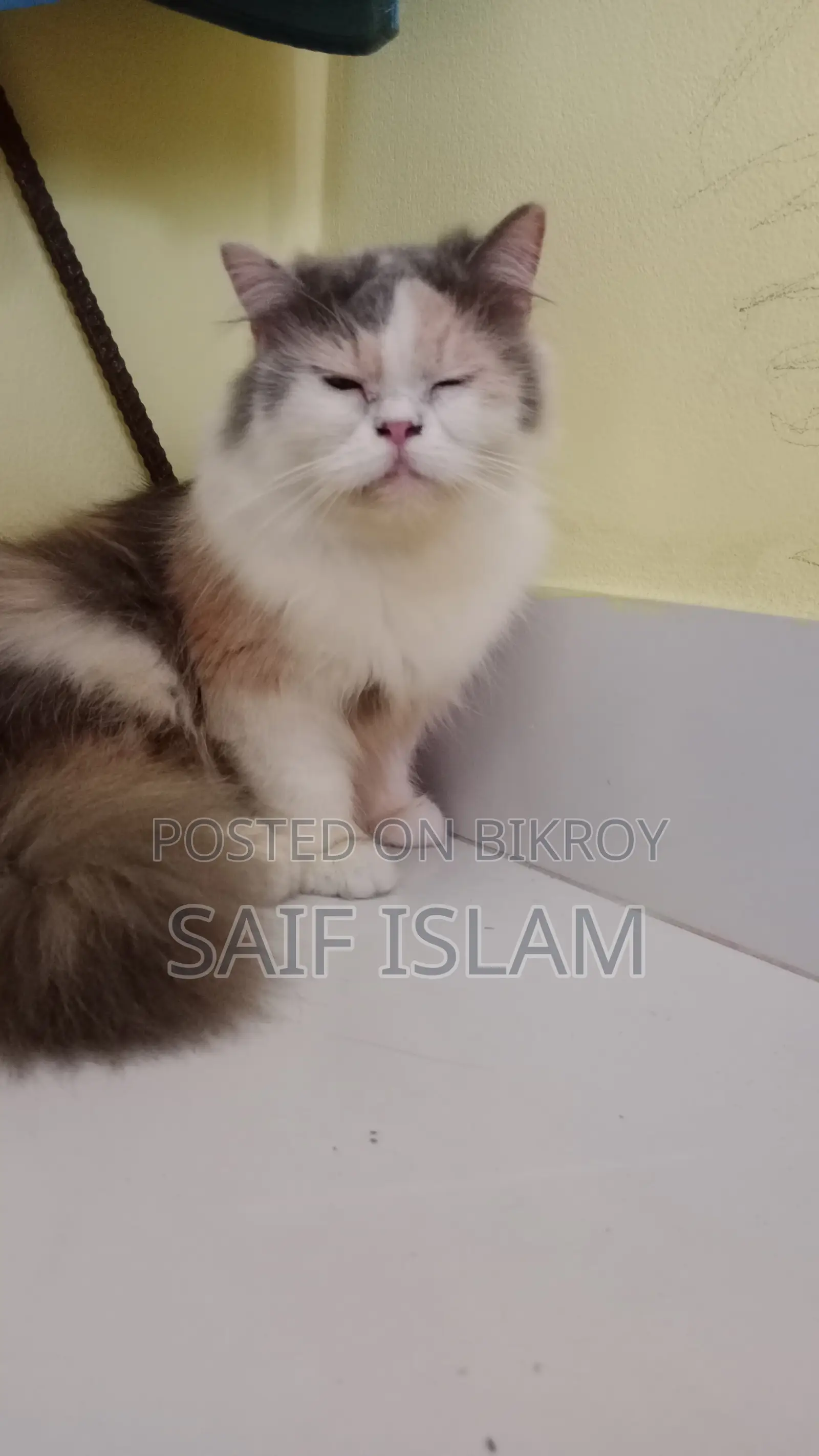 Cat sale