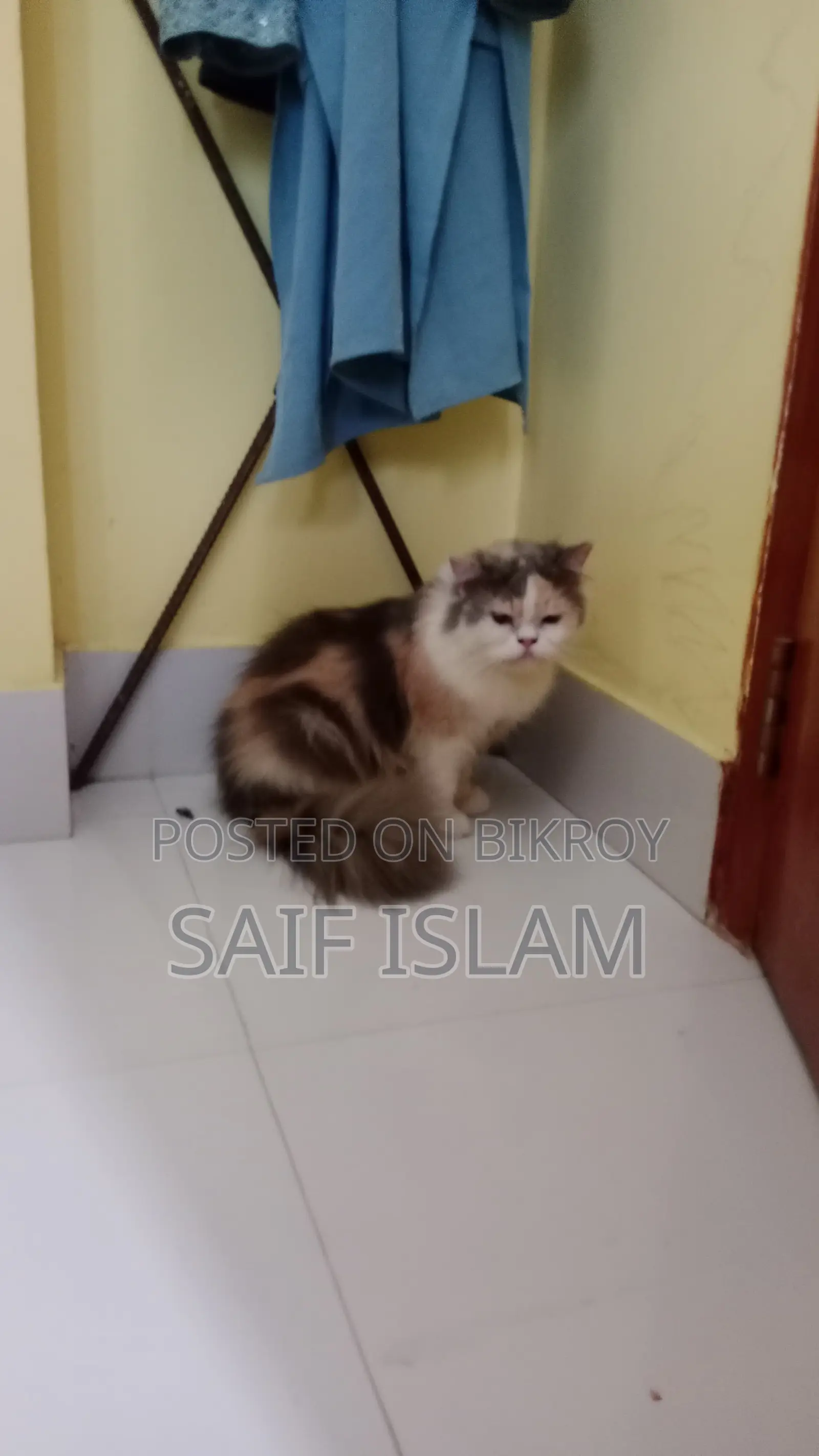 Cat sale