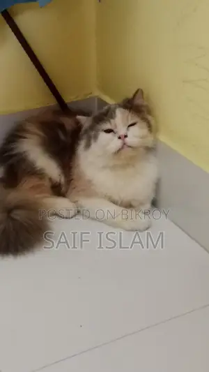 Cat sale
