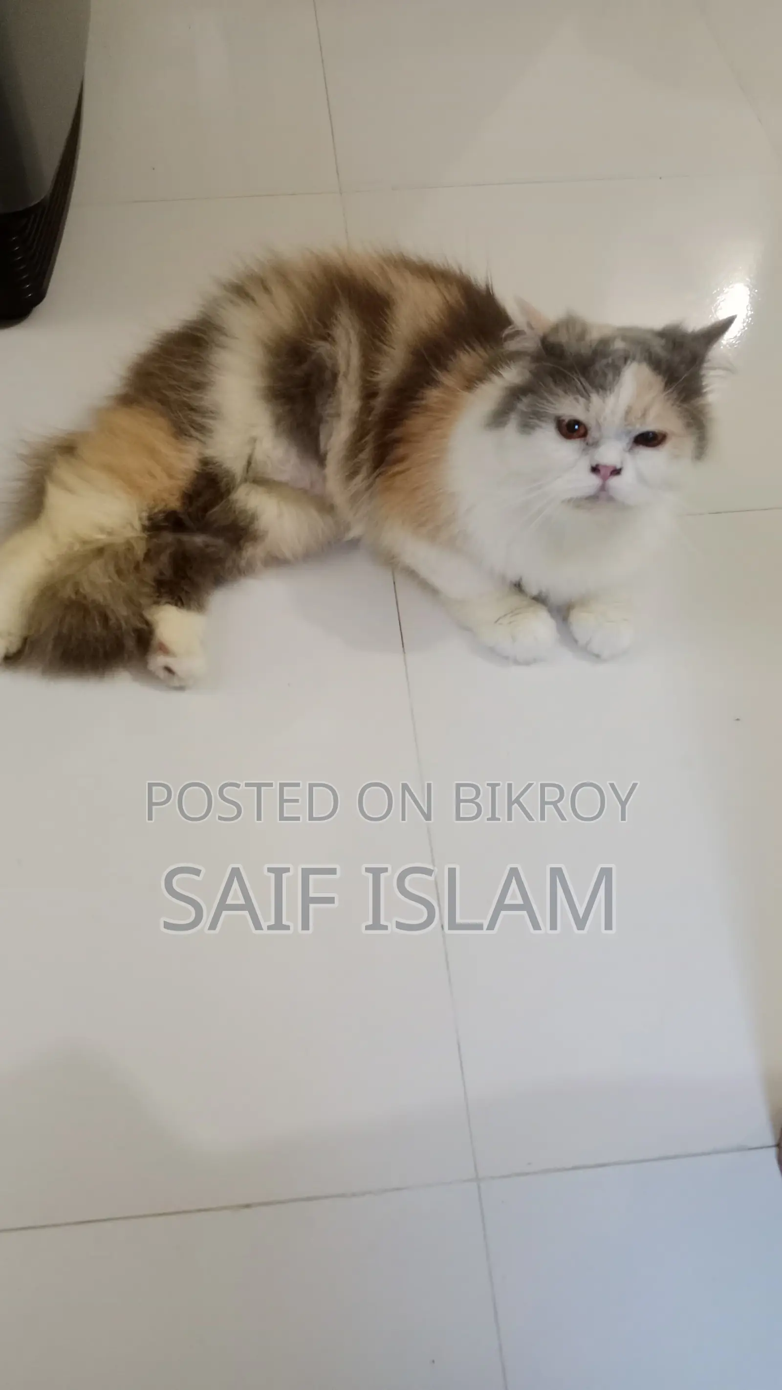 Cat sale