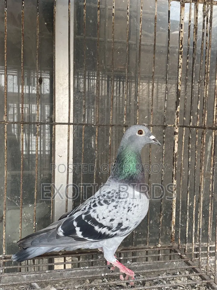 Racer pigeon