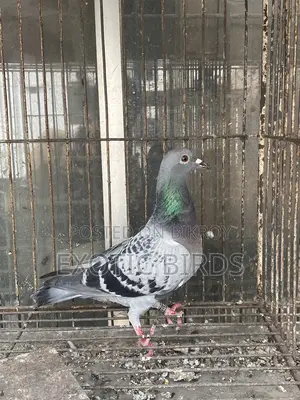 Racer pigeon