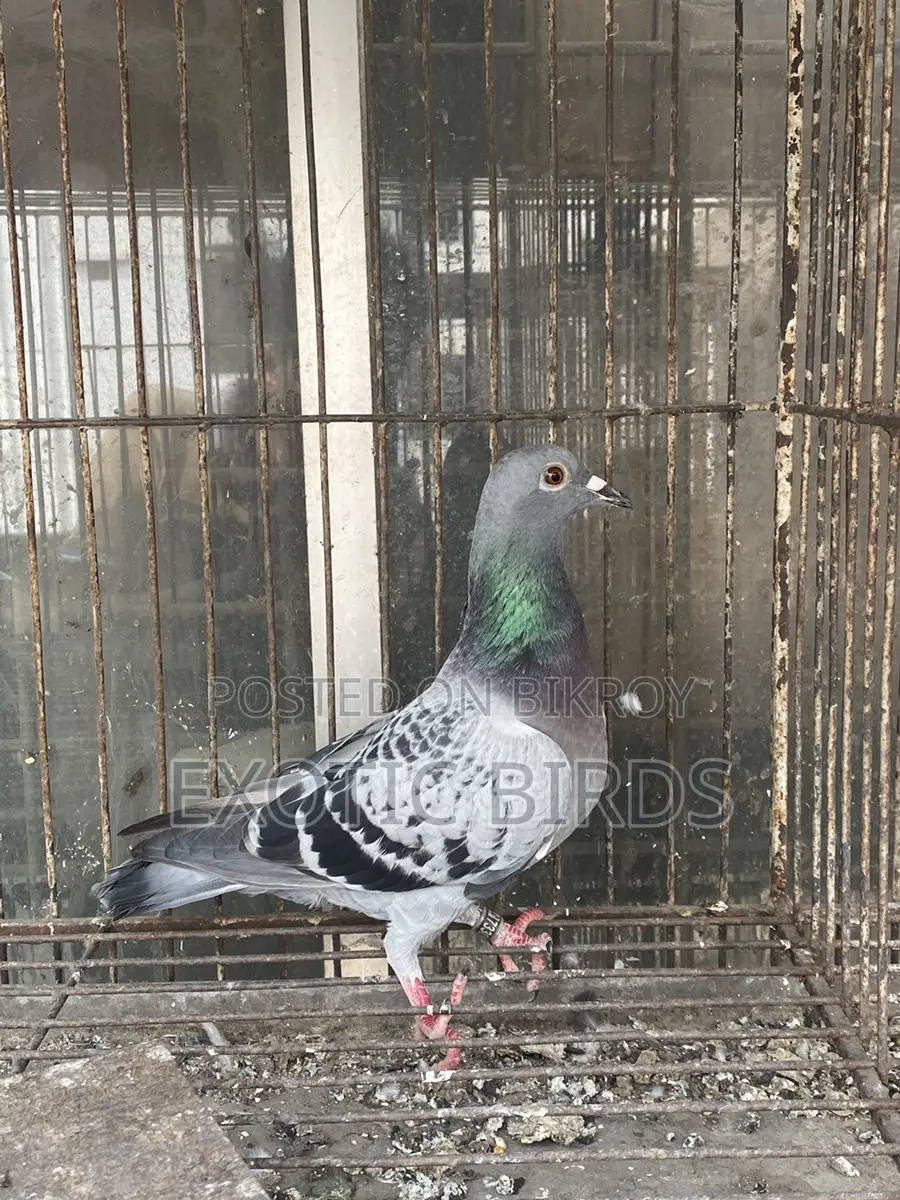 Racer pigeon
