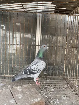 Racer pigeon
