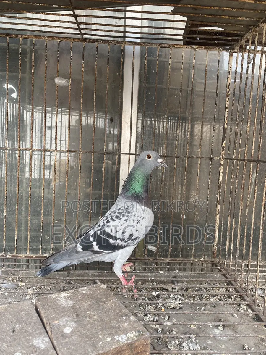 Racer pigeon