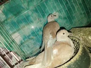 Australian Dove for Sale