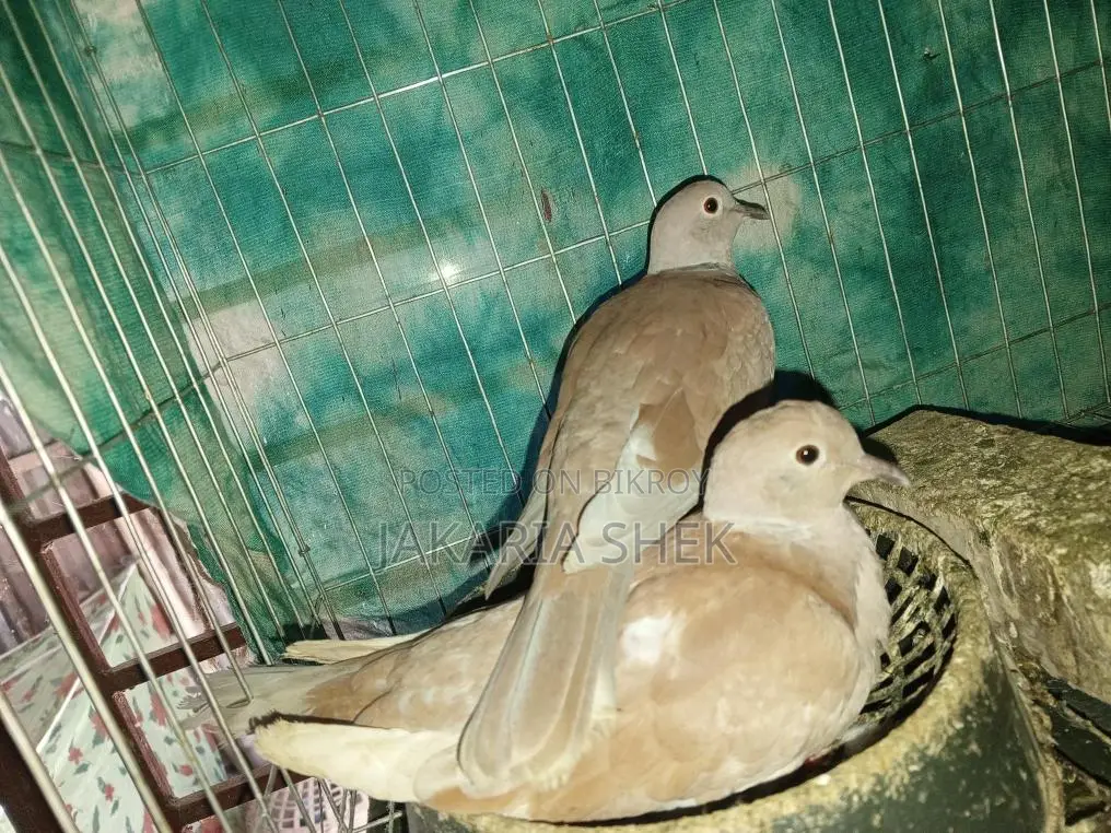 Australian Dove for Sale