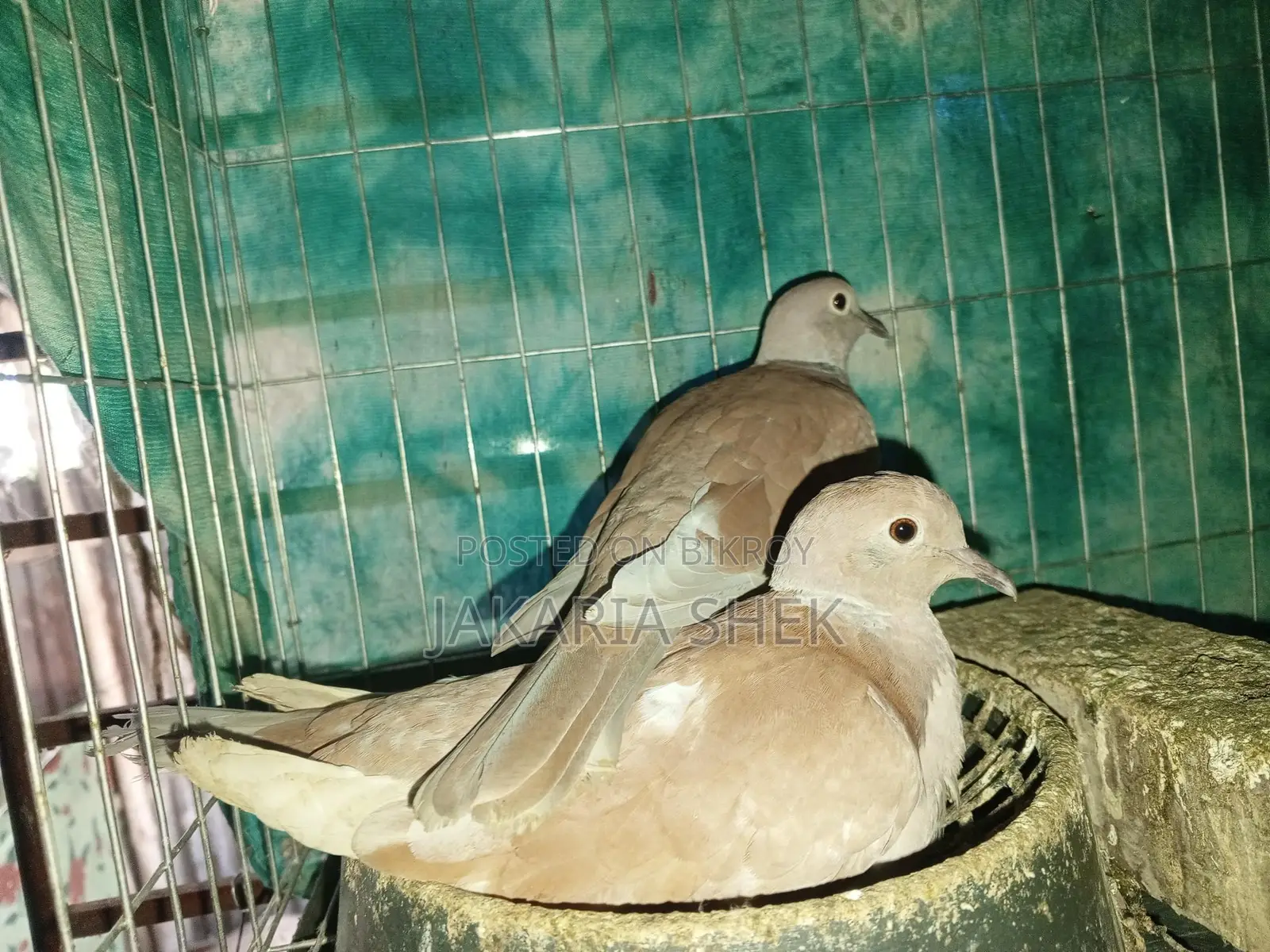 Australian Dove for Sale