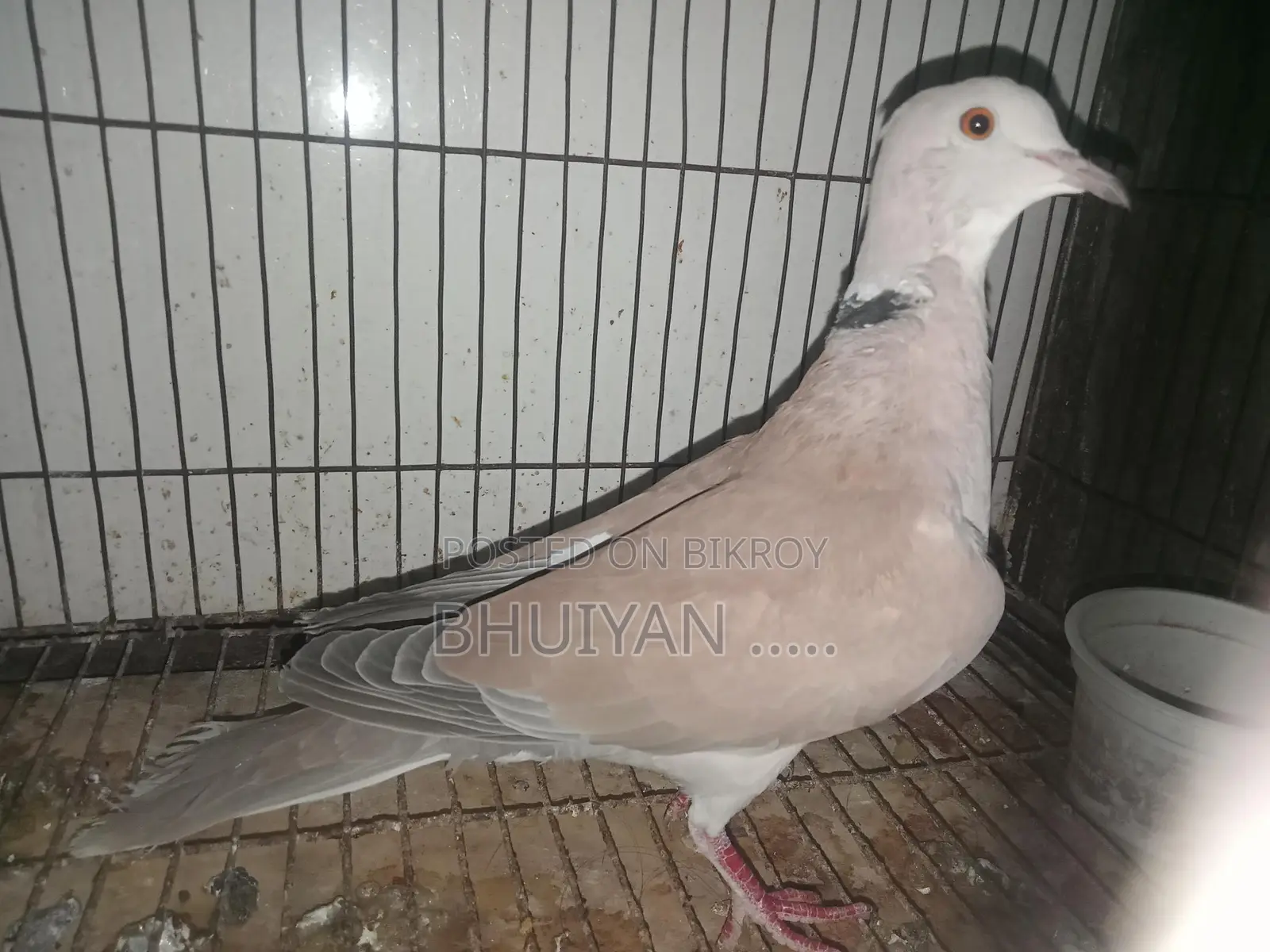 Dove Bird