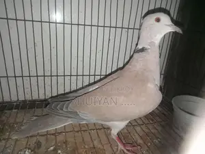 Dove Bird