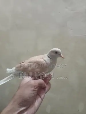 Dove Bird