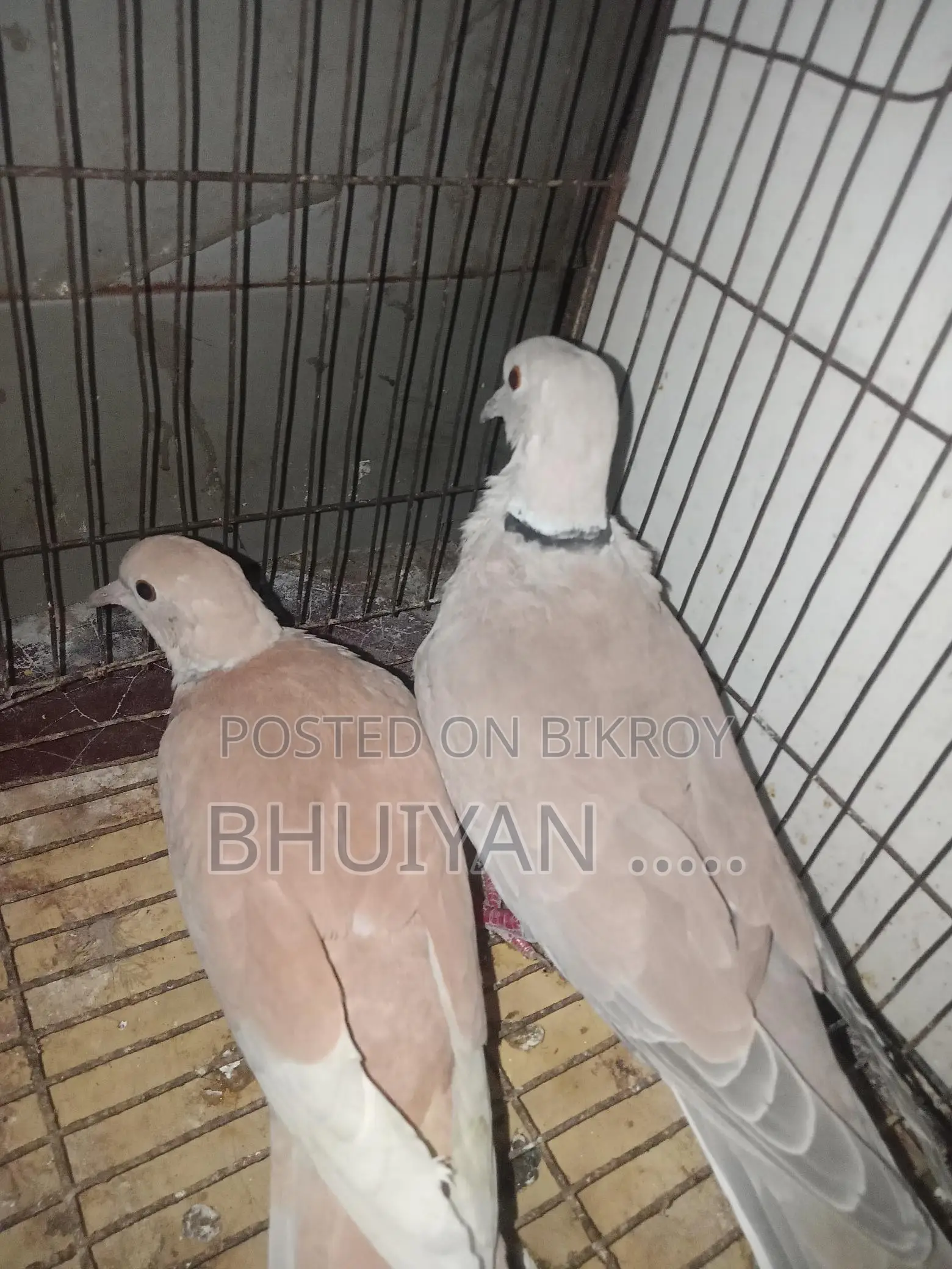 Dove Bird