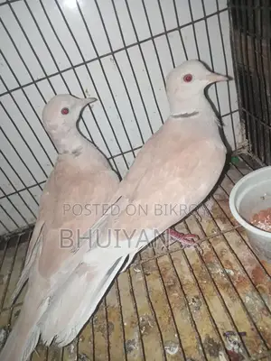 Dove Bird