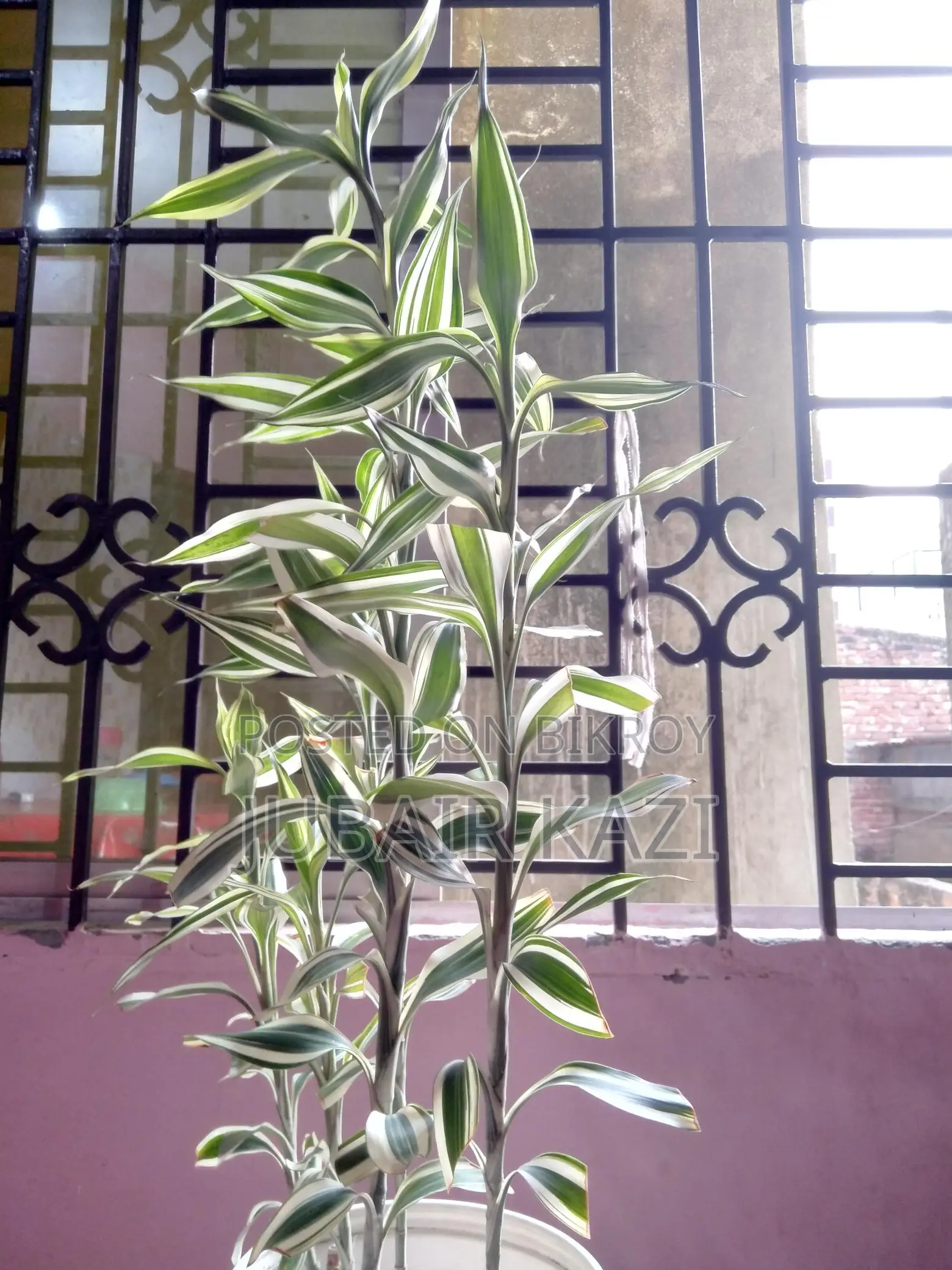 Indoor Plant for Sale