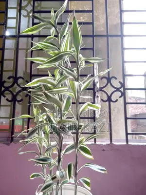 Indoor Plant for Sale