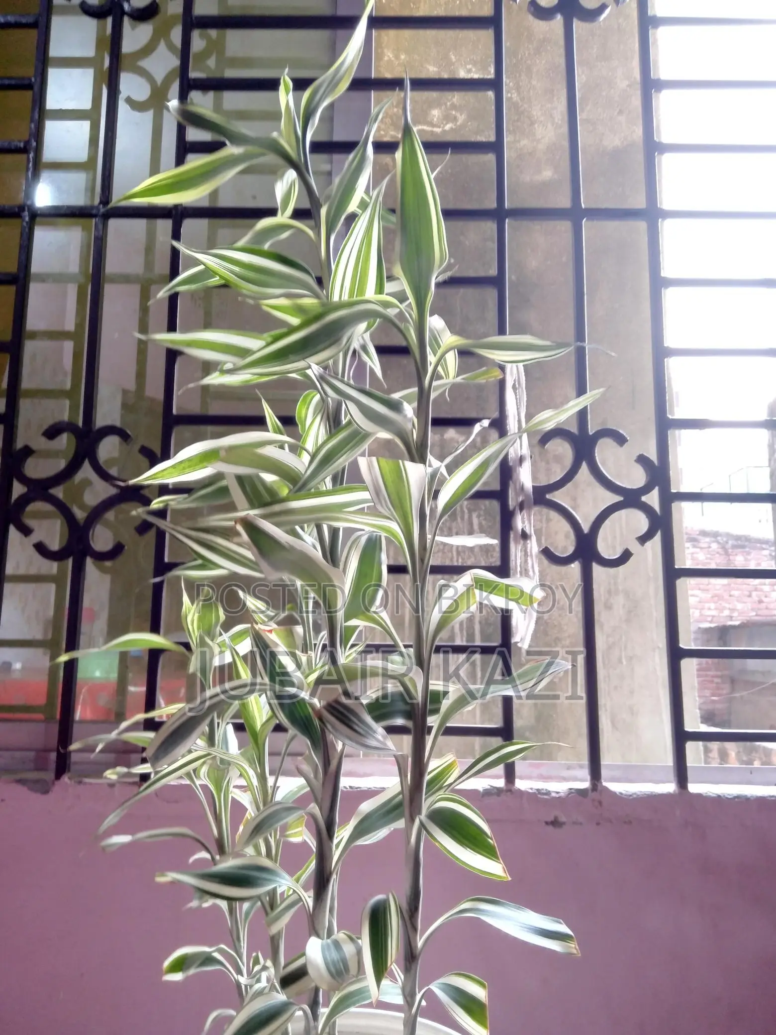 Indoor Plant for Sale
