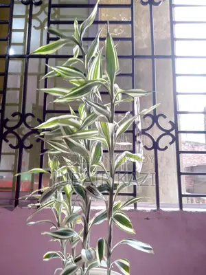 Indoor Plant for Sale