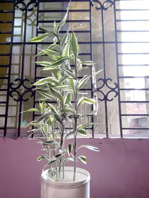 Indoor Plant for Sale