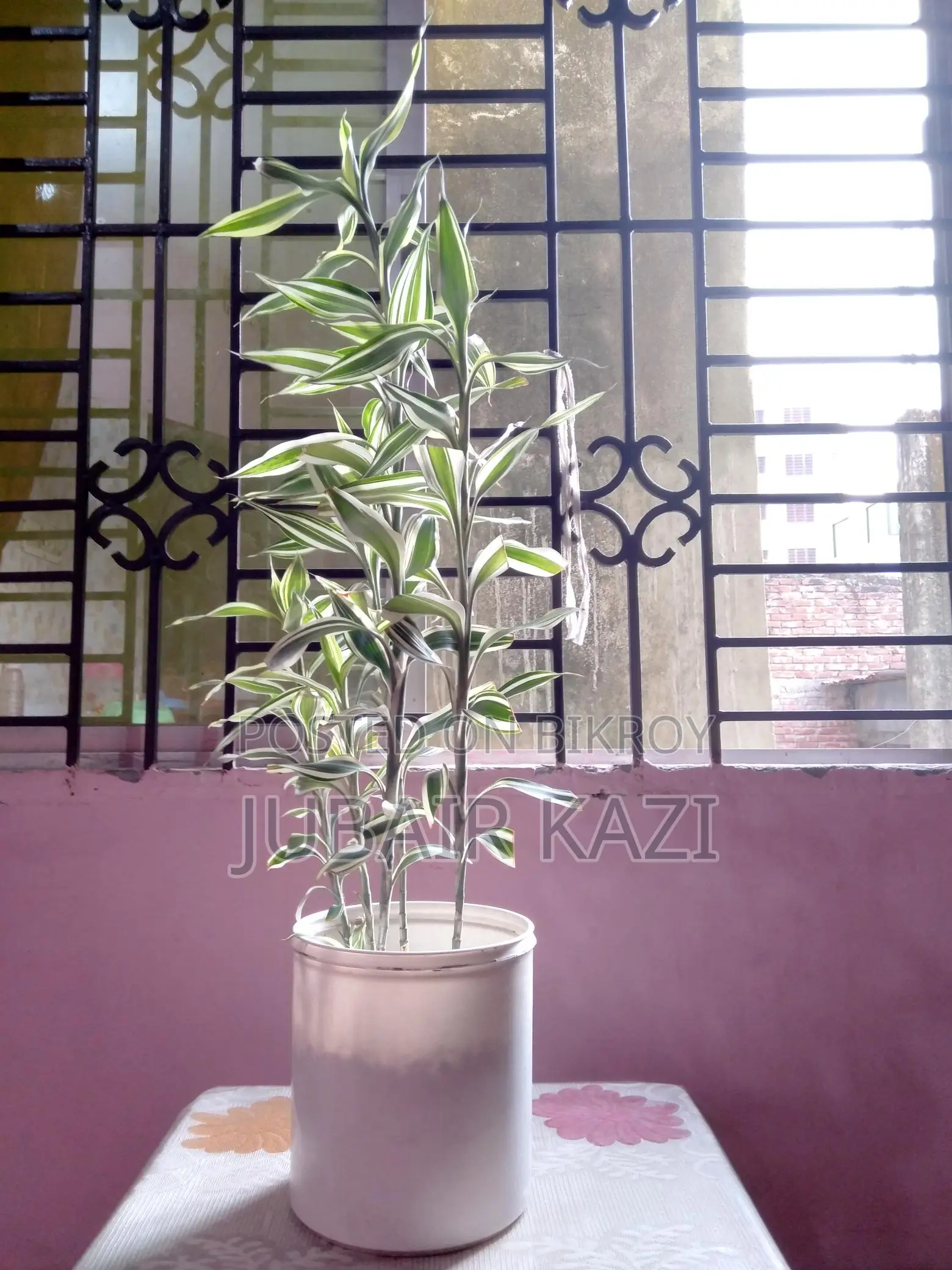 Indoor Plant for Sale