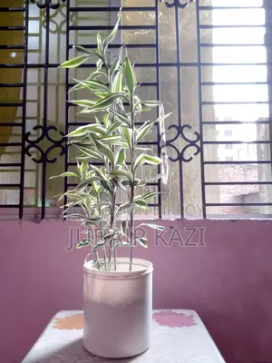 Indoor Plant for Sale