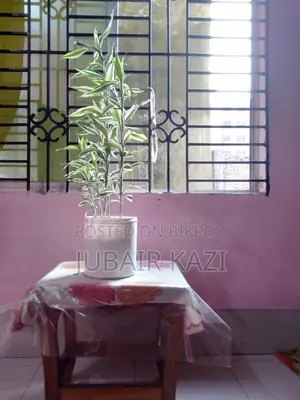 Indoor Plant for Sale