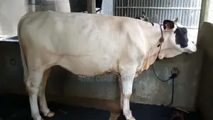 ১১১৫ নং উন্নত জাতের বকনা ।