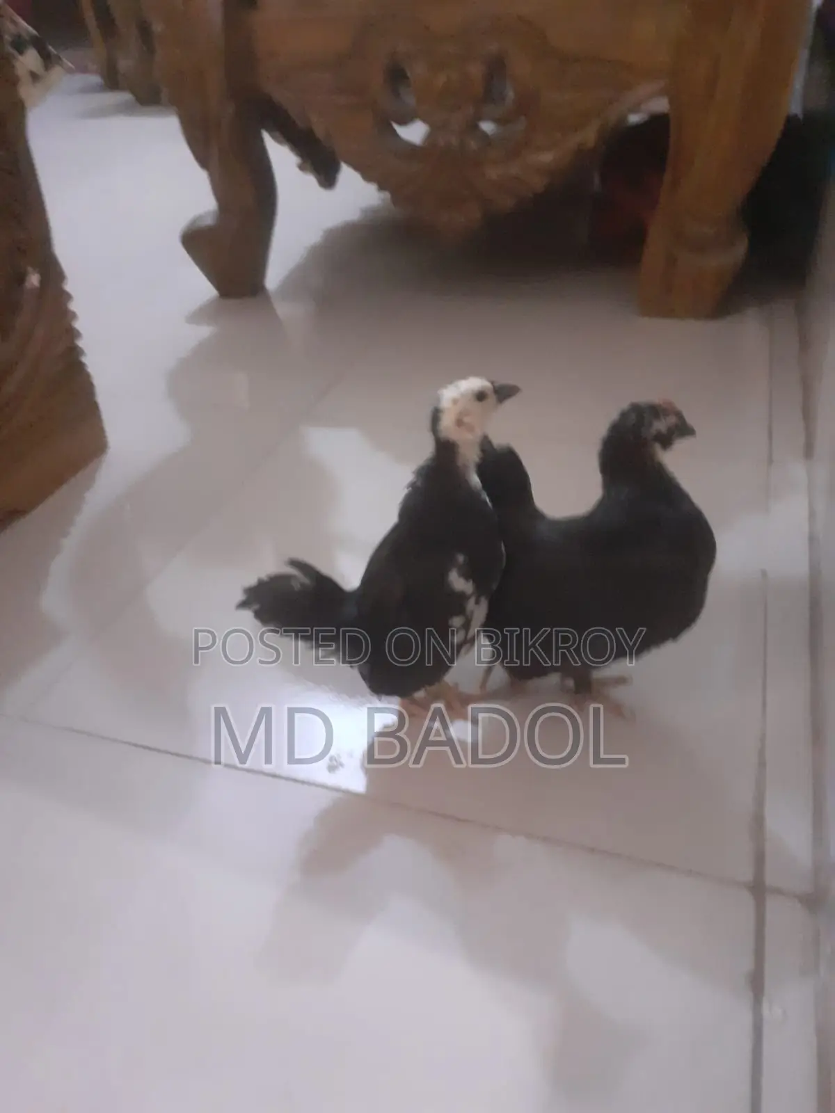 জাপানিজ বেন্থাম বেবি ৩ পিস