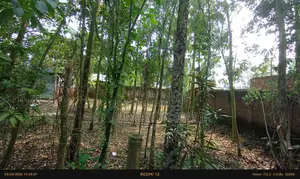 17.50 Shotok land for sale along the main road in Lalmonirhat.