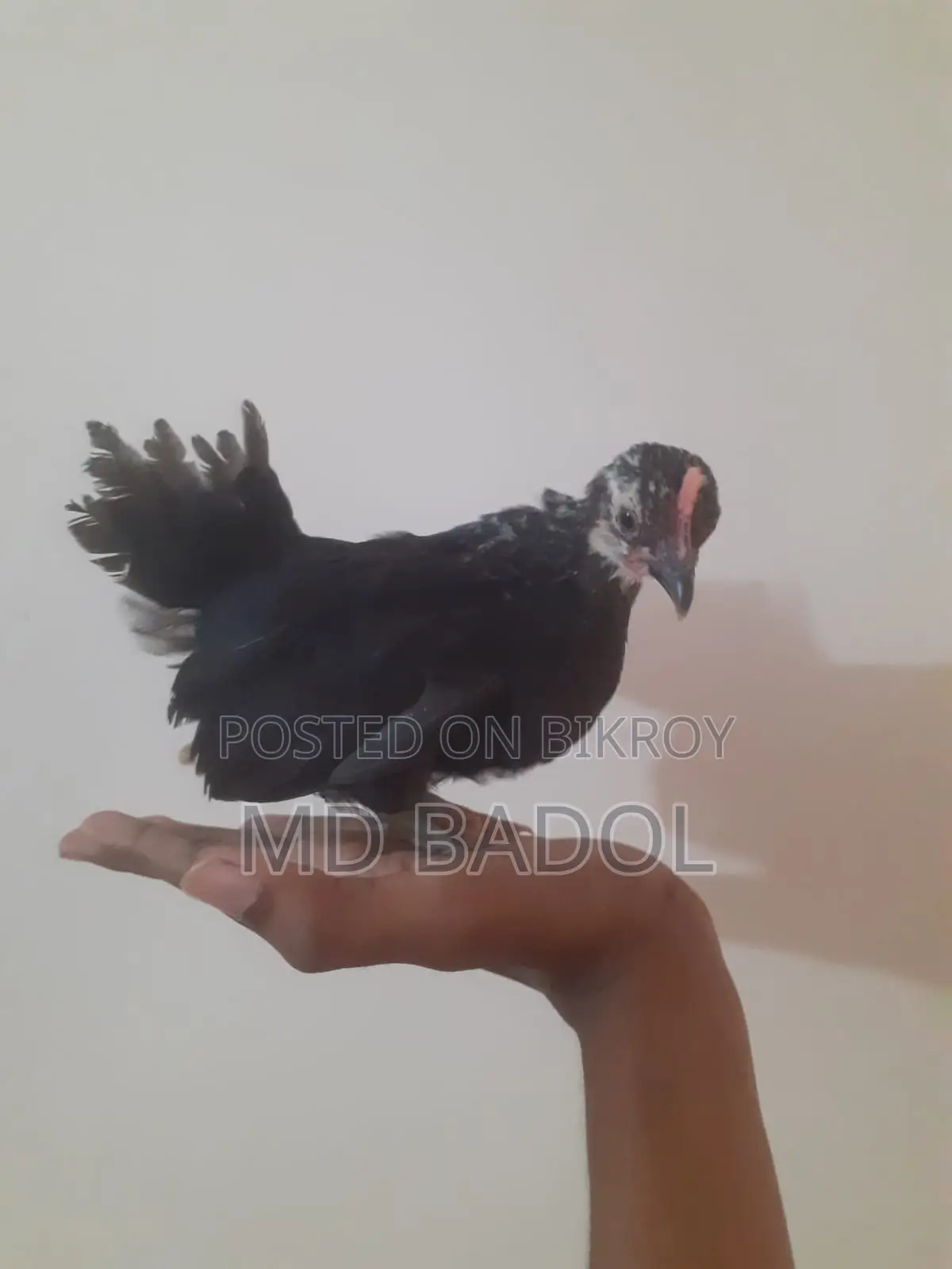 জাপানিজ বেন্থাম বেবি ৩ পিস
