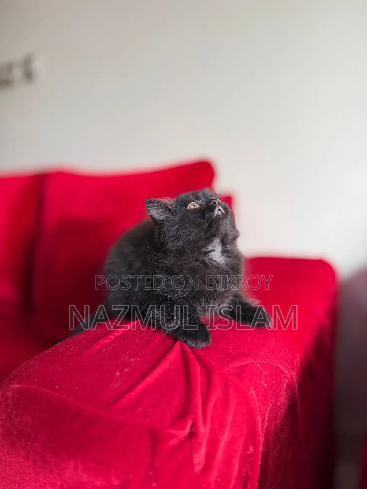 Persian Cat