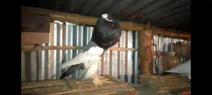 One Blue Magpie Potter