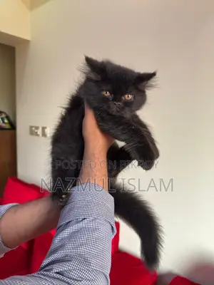 Persian Cat