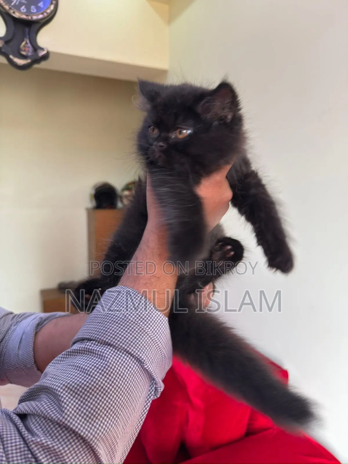 Persian Cat