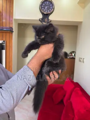 Persian Cat