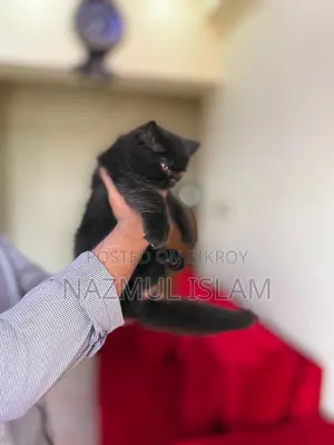 Persian Cat