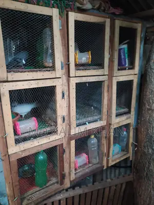 ৯ খোপ ওয়ালা খাচাঁ