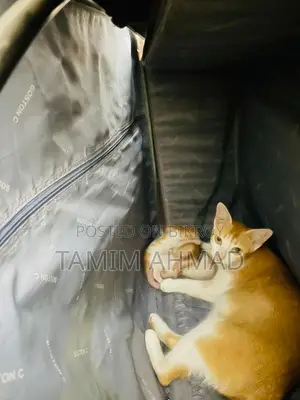 বিড়াল