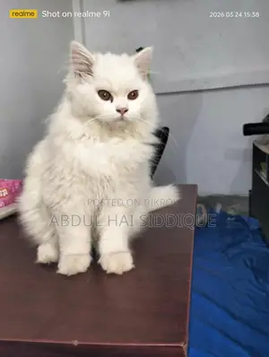 ট্রিপল কোট পার্সিয়ান বিড়ালছানা