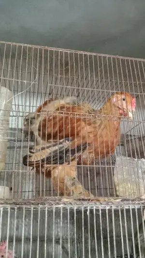 ব্রাহমা মুরগির বাচ্চা