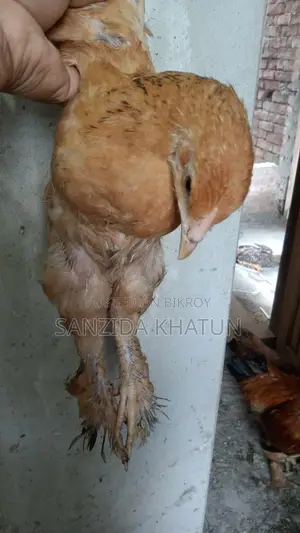ব্রাহমা মুরগির বাচ্চা