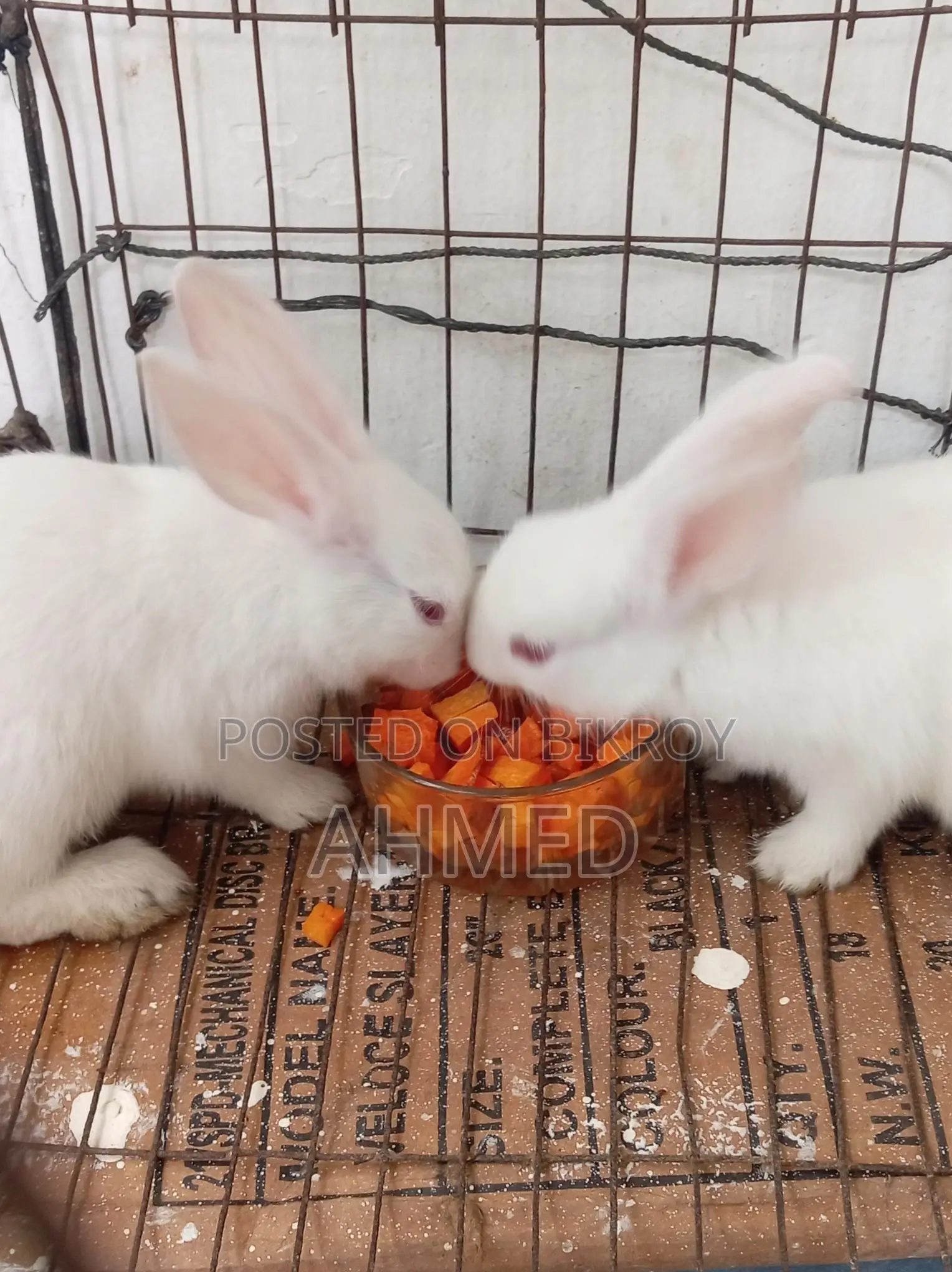 Rabbit Pair for Sale