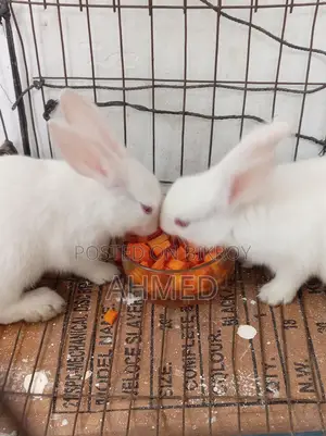 Rabbit Pair for Sale