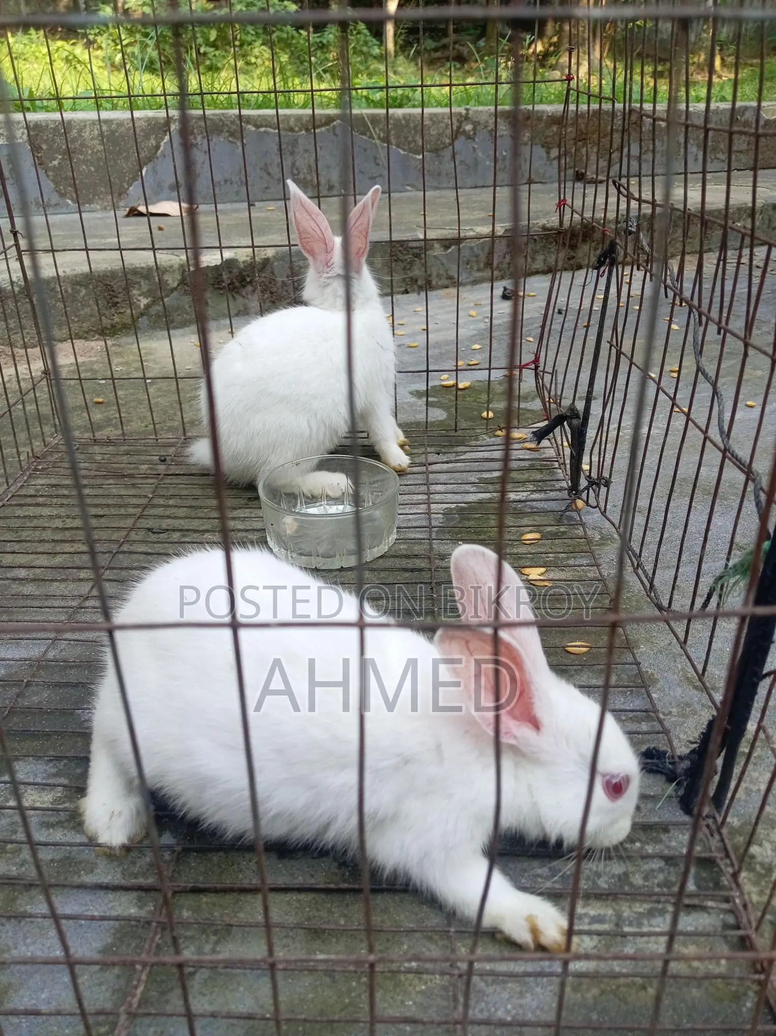 Rabbit Pair for Sale