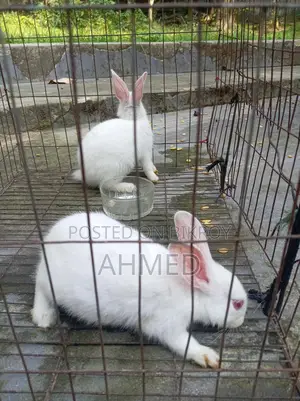 Rabbit Pair for Sale